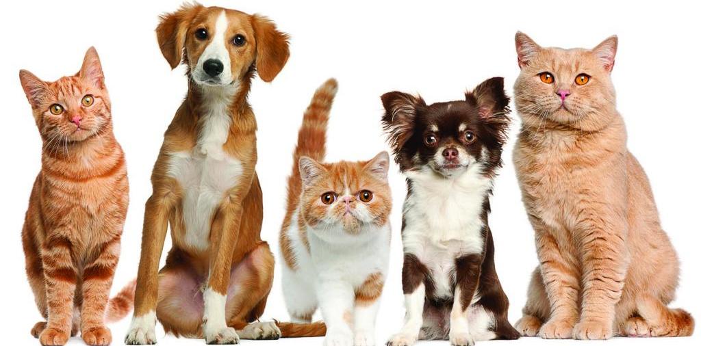 Доска объявлений о животных | ЗооТом - продажа, вязка и услуги для животных в Нерехте