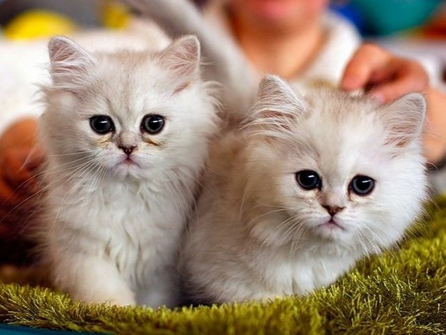 Породы кошек в Нерехте | ЗооТом портал о животных