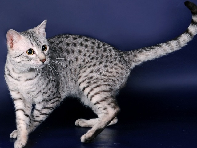Породы кошек в Нерехте | ЗооТом портал о животных