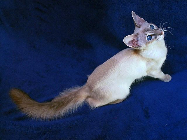 Выведенные породы кошек в Нерехте | ЗооТом портал о животных