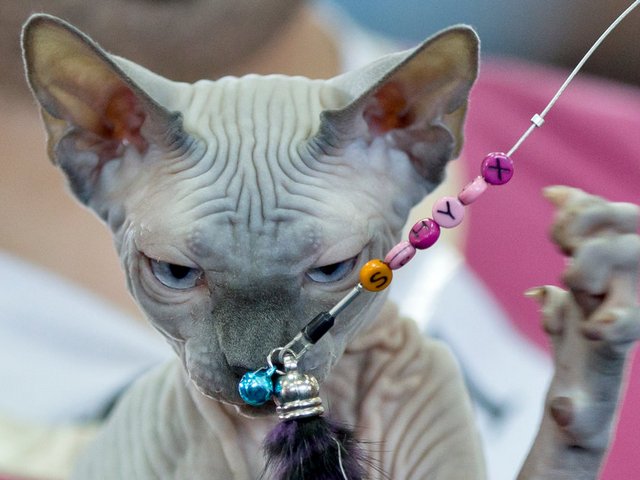 Выставки кошек в Нерехте | ЗооТом портал о животных