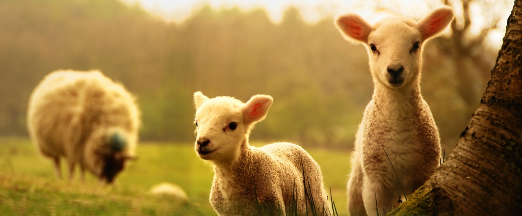 Объявления о сельскохозяйственных животных | ЗооТом - продажа, вязка и услуги для животных в Нерехте