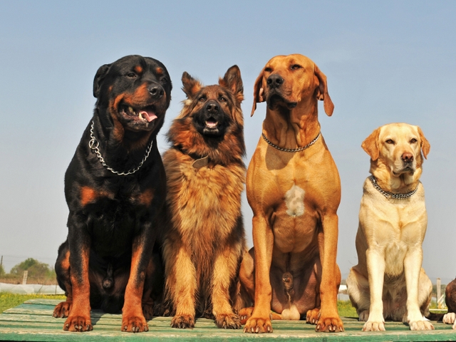 Крупные породы собак в Нерехте | ЗооТом портал о животных